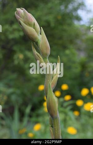 Schöner Hintergrund mit Knospen von Yucca vor der Blüte. Nahaufnahme. Yucca Pflanze (Yucca filamentosa) hat schwertförmige Blätter, weiße Blume blüht Stockfoto