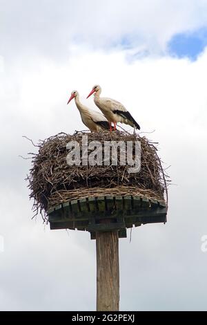 Zwei Störche in einem Nest, aus Ästen, auf einem Pfahl Stockfoto