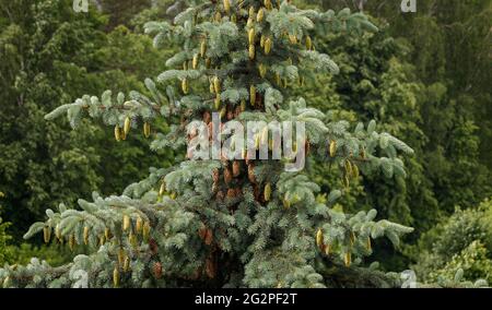 Der obere Teil der Waldbäume, sonnenbeschienenen. Silberfichte mit langen Brauntönen und neuen grünen, kleinen Zapfen. Laubbäume im Hintergrund. Naturland Stockfoto