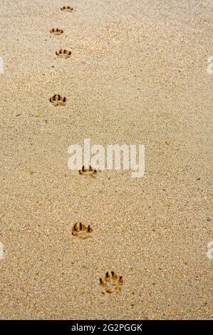 Hundepfoten drucken am Strand aufrecht Stockfoto