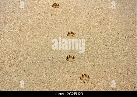 Hund Pfotenabdrücke im sand Stockfoto