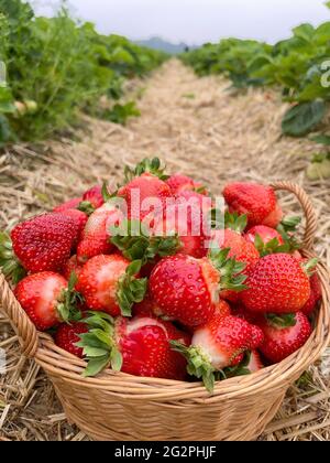 Ein Korb mit Erdbeeren gefüllt. Reife Erdbeeren zum Korb im Garten. Stockfoto