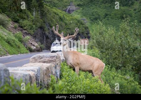 Männlicher Mule-Hirsch mit Geweih in Samt im Glacier National Park in Montana. Bereit, die Straße vor der weinenden Mauer zu überqueren, um zur Sun Road zu gehen Stockfoto
