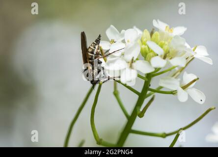 Tanzfliege (Empis sp. Wahrscheinlich tessellata) Stockfoto