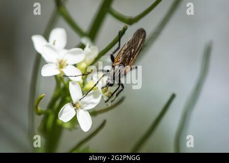 Tanzfliege (Empis sp. Wahrscheinlich tessellata) Stockfoto