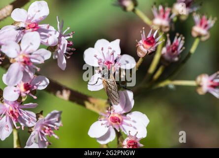 Tanzfliege (Empis sp. Wahrscheinlich tessellata) Stockfoto