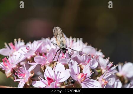 Tanzfliege (Empis sp. Wahrscheinlich tessellata) Stockfoto