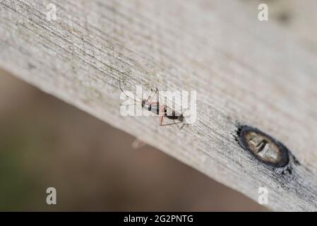 Nymphe des feinen gestreiften Bugkin (Miris striatus) Stockfoto