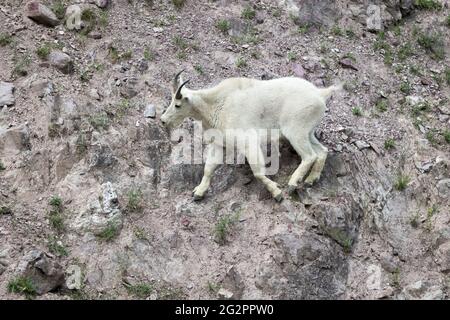 Mountain Goat im Glacier National Park in Montana, USA Stockfoto