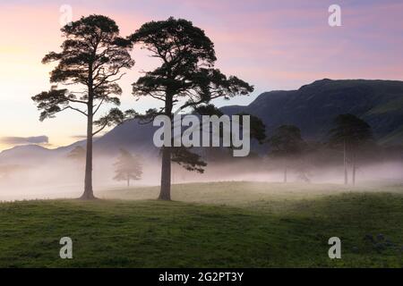 Bäume auf einer nebligen Wiese mit einem wunderschönen rosa und violetten Himmel. Traumhafte, magische Landschaft im Lake District, Großbritannien. Stockfoto