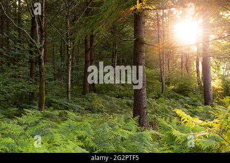 Wunderschöne Waldlandschaft mit Sonnenlicht, das durch Bäume platzt. Stockfoto