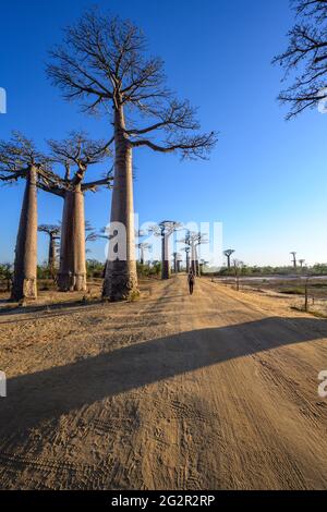 Avenue de Baobab in Madagaskar Stockfoto