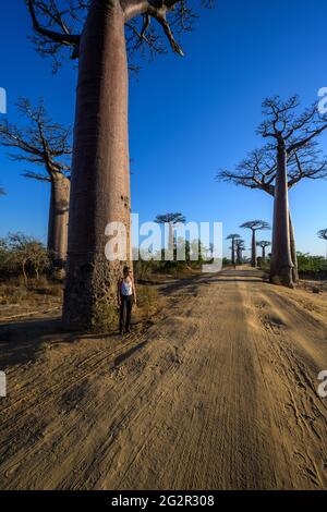 Avenue de Baobab in Madagaskar Stockfoto