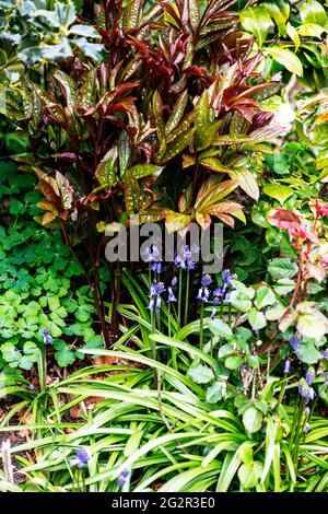 Bluebells im Unterholz Stockfoto