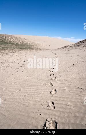 Fußabdrücke im Sand bei den Great Sandhills (Sand Hills) in der Nähe von Scepter, Saskatchewan, Kanada Stockfoto