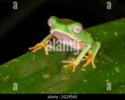 Juveniler, weißliniger Laubfrosch (Phyllomedusa vaillantii) im Regenwald bei Nacht, Napo prvince, Ecuador Stockfoto