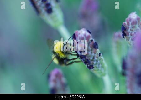 Frühe männliche Hummel, Bombus pratorum, füttert im Sommer in Großbritannien an einem Kopf von Lavendula stoechas luci purple, französischem Lavendel Stockfoto
