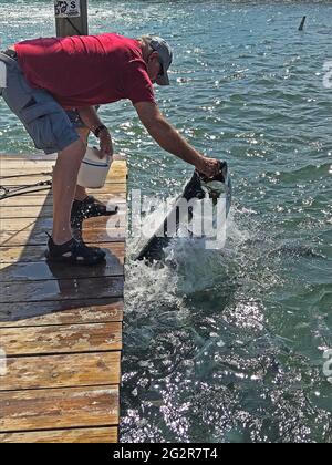 Von Hand fütternder riesiger Tarpon, Robbie's Marina, Islamorada, Florida Keys Stockfoto