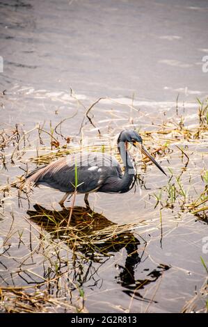 Little Blue Heron (Egretta caerulea), Shark Valley Visitor Center, Everglades National Park, Florida Stockfoto