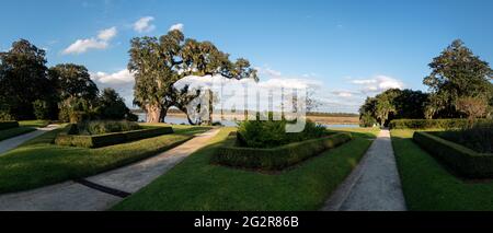 Die massive Middleton Eiche befindet sich in Charleston, South Carolina Stockfoto