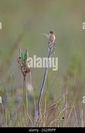 Südlicher Emu-Wren (Stipiturus malachurus malachurus), der auf einer toten Vegetation thront Great Sandy NP, Queensland, Australien Januar Stockfoto