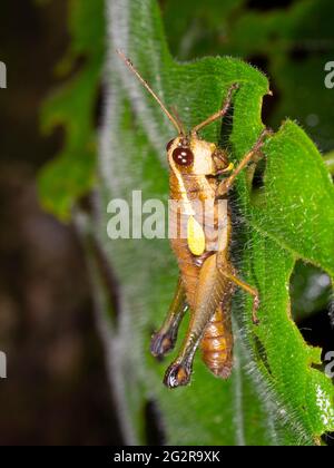 Grasshopper im Unterholz des Regenwaldes, Provinz Morona Santiago, Ecuador Stockfoto