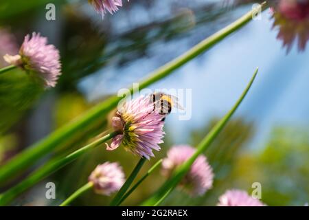 Eine Hummel auf einer Kleebrautblüte sieht von unten in einem diagonalen Winkel nach oben. Stockfoto