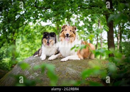 Zwei Hunde, ein American Collie (sable) und ein british Collie Welpe (tricolor) Stockfoto