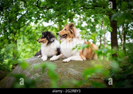 Zwei Hunde, ein American Collie (sable) und ein british Collie Welpe (tricolor) Stockfoto