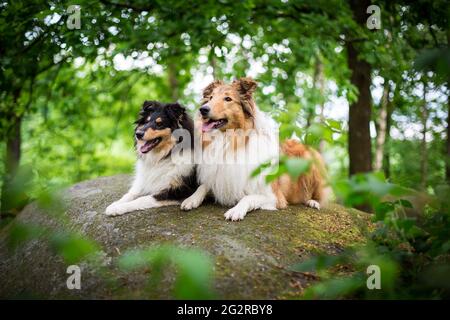 Zwei Hunde, ein American Collie (sable) und ein british Collie Welpe (tricolor) Stockfoto