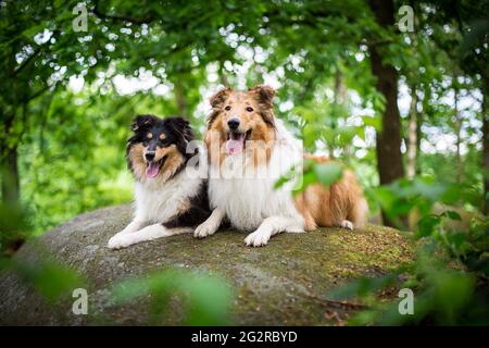 Zwei Hunde, ein American Collie (sable) und ein british Collie Welpe (tricolor) Stockfoto