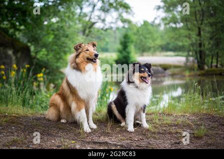 Zwei Hunde, ein American Collie (sable) und ein british Collie Welpe (tricolor) Stockfoto