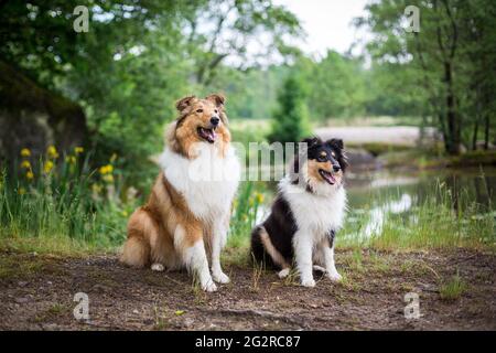 Zwei Hunde, ein American Collie (sable) und ein british Collie Welpe (tricolor) Stockfoto