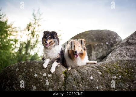 Zwei Hunde, ein American Collie (sable) und ein british Collie Welpe (tricolor) Stockfoto