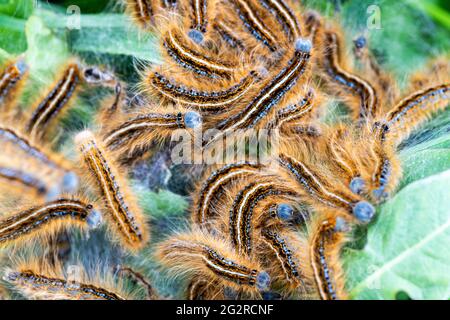 Lakaien-Mottenraupen in ihrem kommunalen Umfeld. Stockfoto