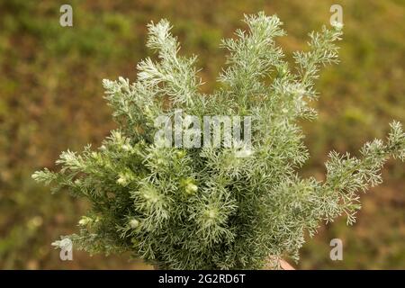 Blätter aus Wermut-Tauricum auf dunklem Grund, schöner grüner Wermut als Hintergrund. Ein Volksmittel für Hygiene. Artemisia taurica Willd, abs Stockfoto