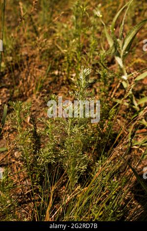 Blätter aus Wermut-Tauricum auf dunklem Grund, schöner grüner Wermut als Hintergrund. Ein Volksmittel für Hygiene. Artemisia taurica Willd, abs Stockfoto