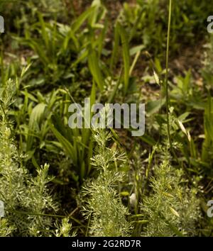 Blätter aus Wermut-Tauricum auf dunklem Grund, schöner grüner Wermut als Hintergrund. Ein Volksmittel für Hygiene. Artemisia taurica Willd, abs Stockfoto