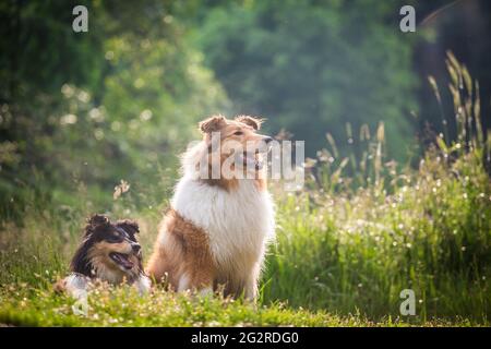 Zwei Hunde, ein American Collie (sable) und ein british Collie Welpe (tricolor) Stockfoto