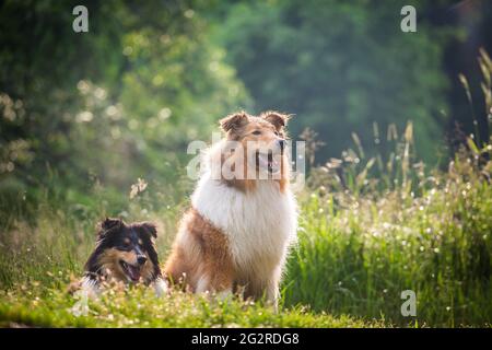 Zwei Hunde, ein American Collie (sable) und ein british Collie Welpe (tricolor) Stockfoto