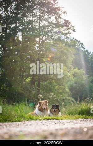 Zwei Hunde, ein American Collie (sable) und ein british Collie Welpe (tricolor) Stockfoto