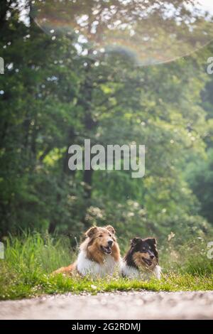 Zwei Hunde, ein American Collie (sable) und ein british Collie Welpe (tricolor) Stockfoto