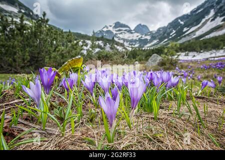 Feld der Frühjahrskrokusse und Maliovica-Gipfel im Rila-Gebirge, Bulgarien Stockfoto