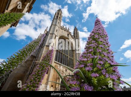 King's College Chapel mit ihrem ikonischen gotischen Bogen an der Cambridge University, Großbritannien. Im Vordergrund stehen die Pflanzen Giant Viper's Bugloss, Echium Pininana. Stockfoto