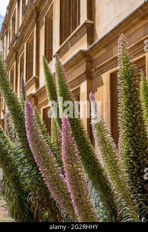 Echium Pininana, auch bekannt als Giant Viper's Bugloss oder Tower of Jewels. Hat kleine blaue oder violette Blüten. Am King's College, Cambridge, Großbritannien. Stockfoto