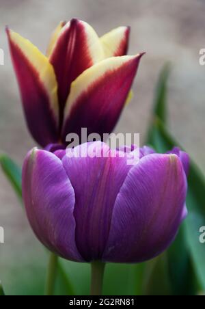 Tulipa' Blauer Papagei' & Tulipa 'Gavota' Stockfoto