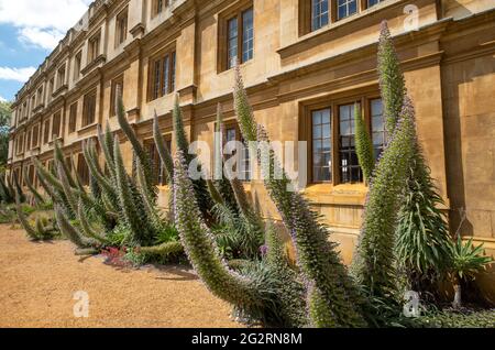 Echium Pininana, auch bekannt als Giant Viper's Bugloss oder Tower of Jewels. Hat kleine blaue oder violette Blüten. Am King's College, Cambridge, Großbritannien. Stockfoto