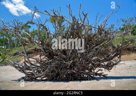 Wurzelballen eines gefallenen Baumes am Strand Stockfoto
