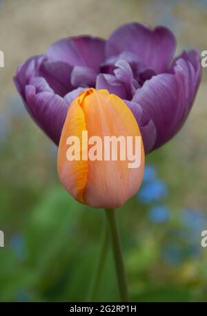 Tulipa’ Blue Parrot’ Stockfoto