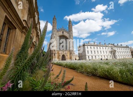 King's College Chapel mit ihrem ikonischen gotischen Bogen an der Cambridge University, Großbritannien. Im Vordergrund stehen die Pflanzen Giant Viper's Bugloss, Echium Pininana. Stockfoto